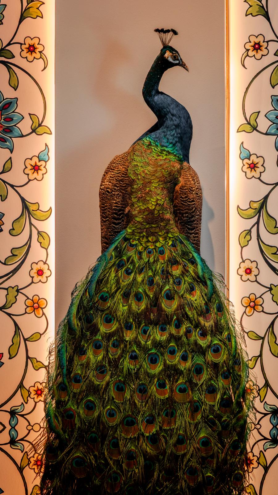 The peacock before the illuminated floral arch mural at Shirazi